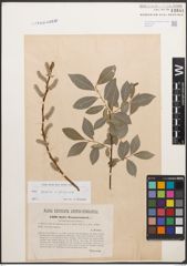 Foto von Salix caprea L. x Salix purpurea L.